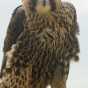 Fledgling on the ledge